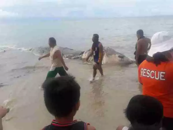 Horror: Everyone is Talking About This Mysterious Creature That Appeared On a Beach in Philippines (Photos)